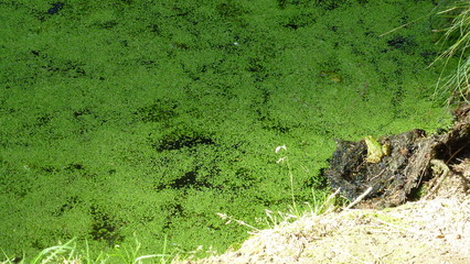 Frosch am grünen Wasser
