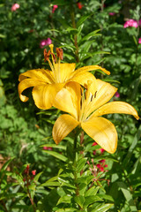 Obraz premium Beautiful lily flower in the garden