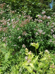 Felswände, ein Bach und unterschiedliche Pflanzen