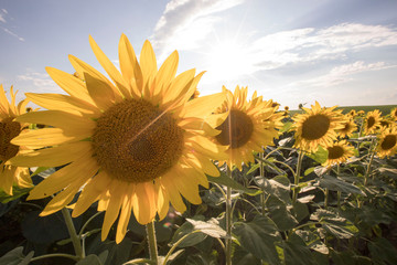Sunflowers on a field of large flowers