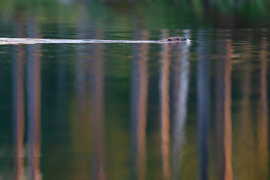 Beaver in the water