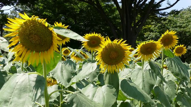 Sunflower Fields in Tokyo, Japan.