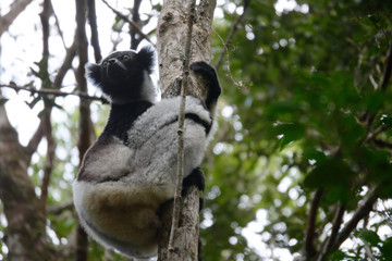 The lemur, Indri indri, also called the babakoto. National Parc Andasibe, Madagascar