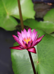 pink lotus flower