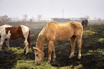 牧場の朝の風景。牧草を食べている馬。