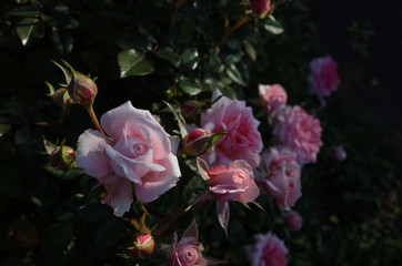 Light Pink Flower of Rose 'Lady Meillandina' in Full Bloom
