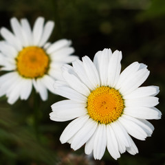Obraz premium Wild chamomile flowers on a field on a sunny day. Selective focus