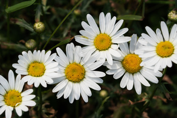 Wild chamomile flowers on a field on a sunny day. Selective focus