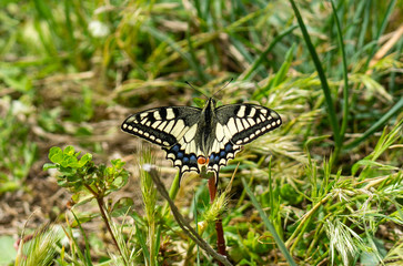 Italy Tuscany Maremma Castiglione della Pescaia Grosseto, natural reserve of Diaccia Botrona , close-up view of a colorful butterfly