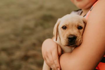The puppy lies in the arms of a child's boy. A little happy white puppy dog labrador walks and lying in nature in the green grass. The puppy is looking directly at the camera.