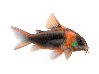 corydoras Venezuela orange