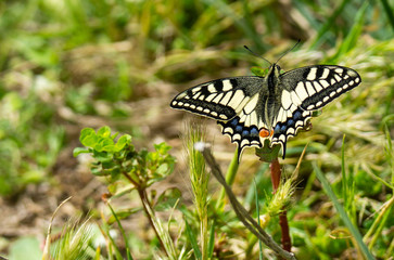 Italy Tuscany Maremma Castiglione della Pescaia Grosseto, natural reserve of Diaccia Botrona , close-up view of a colorful butterfly