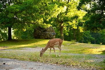 Roe is in the national park. 