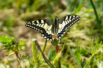 Fototapeta na wymiar Italy Tuscany Maremma Castiglione della Pescaia Grosseto, natural reserve of Diaccia Botrona , close-up view of a colorful butterfly