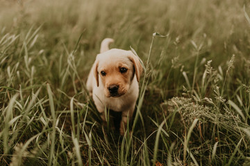 A little happy white puppy dog labrador walks in nature in the green grass. 