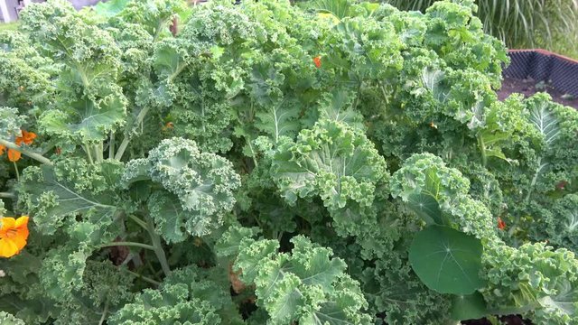 Closeup of kale plant (brassica oleracea var sabellica nero di toscana) growing in a garden.
