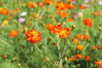 赤い花  field of poppies