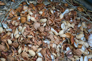 Preparing compost in the garden