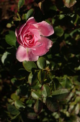 Light Pink Flower of Rose 'Larissa Balconia' in Full Bloom
