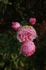 Light Pink Flower of Rose 'Larissa Balconia' in Full Bloom
