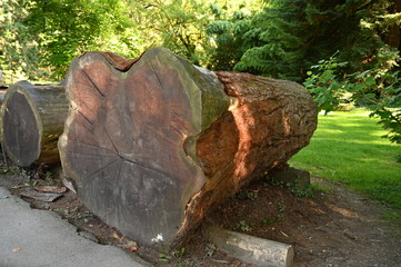 Mahogany trunk in the park.