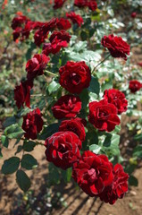 Dark Red Flower of Rose 'Lavaglut' in Full Bloom
