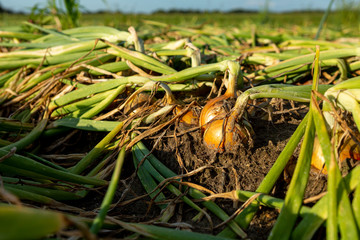 Colourful closeup of flattened leek and almost ripe onions in sunset sunlight growing above the soil. Agrarian vegetable and food industry farmland.