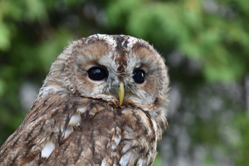 Screetch owl portrait
