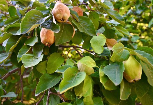  quinces grows on a tree in the garden.