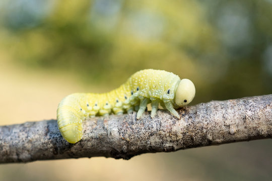 Cimbex femoratus березовый пилильщик гусеницы