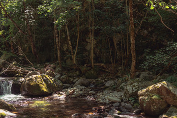 Paisaje de naturaleza con plantas y rocas en un día soleado