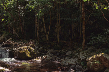 Obraz premium Paisaje de naturaleza con plantas y rocas en un día soleado
