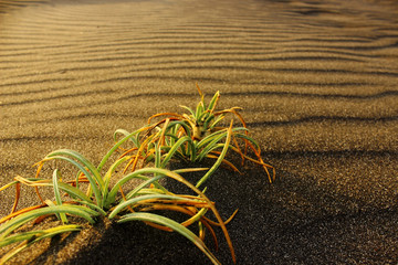 Beach sand and grass