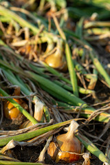 Sideview closeup of almost ripe onions in sunset sunlight growing above the soil. Agrarian vegetable and food industry farmland.