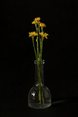 Yellow flower on a black background