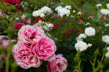 Flower beds of rose roses, botanical garden, flowers of love, close up