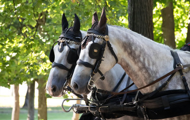 In the city park, there are beautiful horses in holiday sleds. Horseback riding. Close-up.