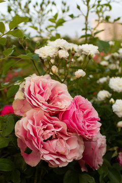 Flower beds of rose roses, botanical garden, flowers of love, close up