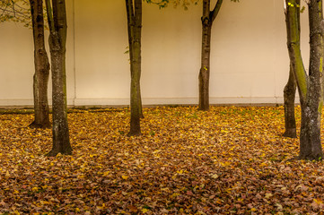 Autumn scenes