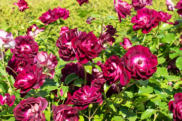 A beautiful maroon rose Bush grows in the garden.