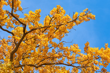 Autumn tree with a golden leaves against blue sky