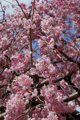 半木の道の紅枝垂れ桜