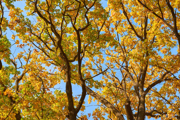 Autumn tree with a golden leaves against blue sky