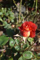 Orange blend Flower of Rose 'Leonidas' in Full Bloom
