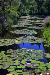 睡蓮のある風景　水の庭　夏（高知県）