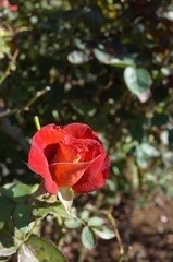 Obraz premium Orange blend Flower of Rose 'Leonidas' in Full Bloom 