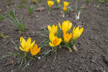 Fototapeta premium Golden yellow flowers of crocuses in March