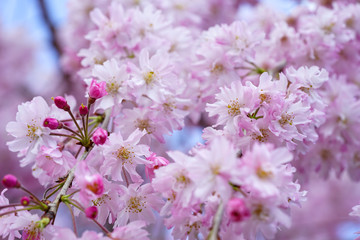 半木の道の紅枝垂れ桜