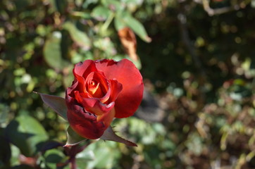 Orange blend Flower of Rose 'Leonidas' in Full Bloom
