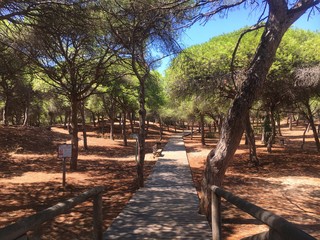 trees in the park in Rota beach